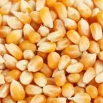 Bénin : des tonnes de maïs invendues, l'Association des producteurs alerte