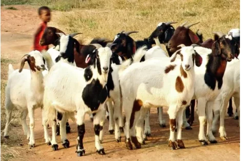 Bénin : 07 choses importantes à savoir sur l'Agence de Développement de l'Elevage des Ruminants