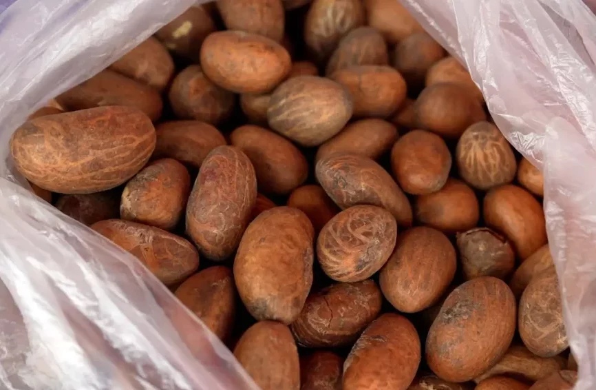 Petit cola : entre vertus traditionnelles et risques d'une consommation excessive