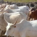 Bénin : le gouvernement annonce la création de l'Agence de Développement de l'Élevage des Ruminants