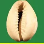 Election législative : Liste des 218 candidats et suppléants du Parti Fcbe