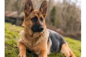 Bénin : après l'élève de la classe de 6è, un cultivateur décède d'une morsure de chien à Toffo