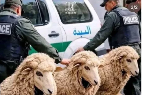 Insolite en Algérie : déguisés en moutons pour rallier l'Espagne, trois migrants arrêtés 