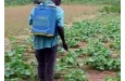 Bénin : L'État stoppe les activités phytosanitaires payantes de ses agents