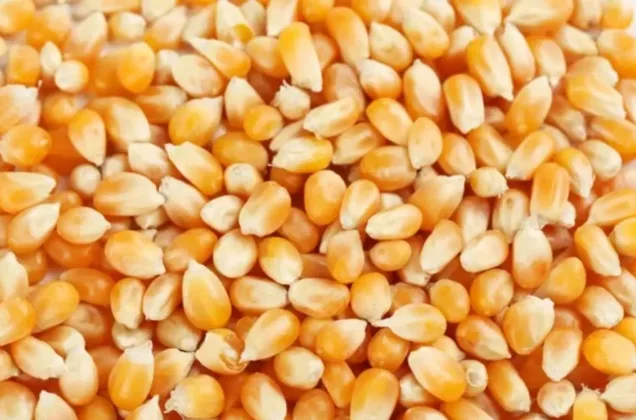 Bénin : des tonnes de maïs invendues, l'Association des producteurs alerte