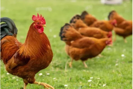 Justice : plainte pour nuisance sonore contre un coq, voici la décision du juge