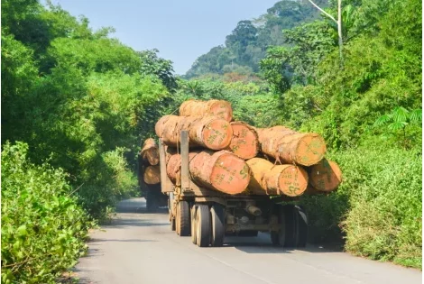 création de la Société de Développement Forestier (SODEF S.A)