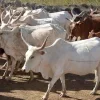 Bénin : le gouvernement annonce la création de l'Agence de Développement de l'Élevage des Ruminants