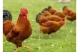 Justice : plainte pour nuisance sonore contre un coq, voici la décision du juge