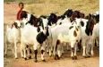 Bénin : 07 choses importantes à savoir sur l'Agence de Développement de l'Elevage des Ruminants