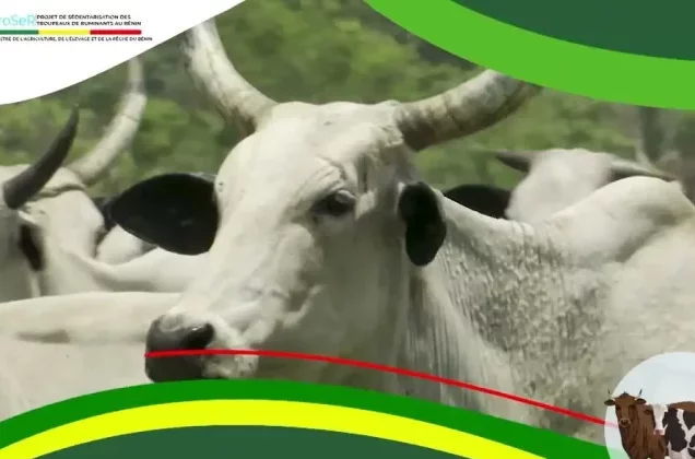 Bénin : Appel à candidatures pour la sélection d'éleveurs de ruminants bénéficiaires de 137 forages et abreuvoirs