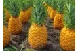 Bénin : en pleine négociation de vente d'un champ d'ananas d'autrui, ils ont été arrêtés