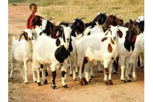 Bénin : 07 choses importantes à savoir sur l'Agence de Développement de l'Elevage des Ruminants