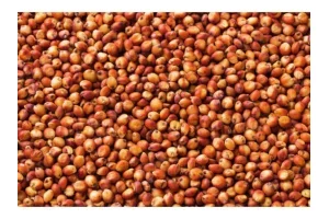  l'ANAN invite les ménages à consommer le sorgho rouge pour une meilleure santé