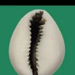 Communales 2026 : la FCBE mise sur la mobilisation et la gestion des ressources