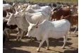 Bénin : le gouvernement annonce la création de l'Agence de Développement de l'Élevage des Ruminants