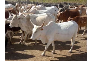 Bénin : le gouvernement annonce la création de l'Agence de Développement de l'Élevage des Ruminants