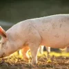 Insolite à Abomey-Calavi : un zemidjan surpris en flagrant délit de vol de la viande de porc à Agassa-Godomey