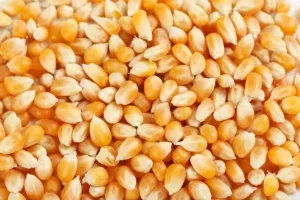 Bénin : des tonnes de maïs invendues, l'Association des producteurs alerte
