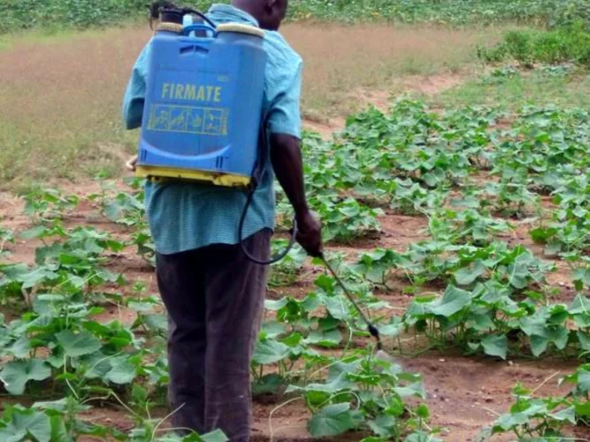 Bénin : L'État stoppe les activités phytosanitaires payantes de ses agents