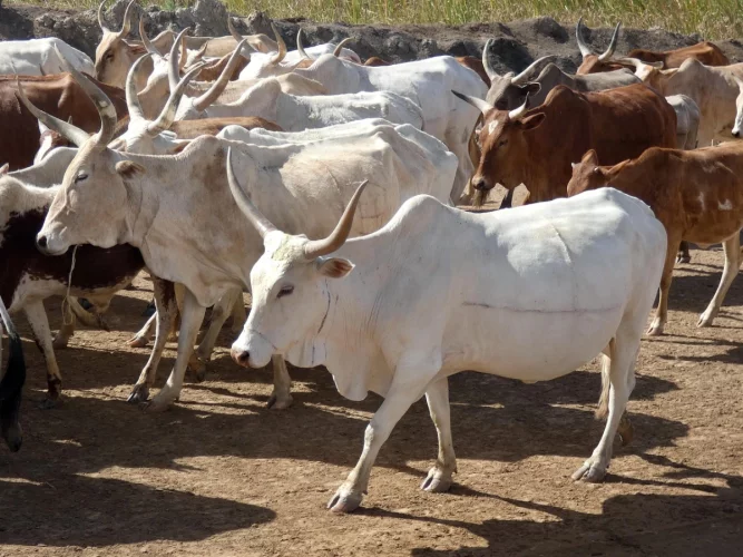 Bénin : le gouvernement annonce la création de l'Agence de Développement de l'Élevage des Ruminants