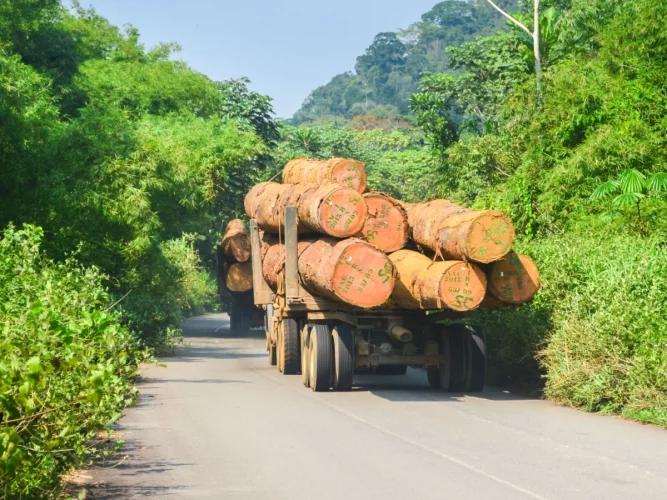 création de la Société de Développement Forestier (SODEF S.A)