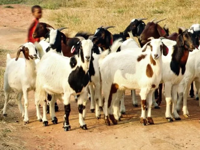 Bénin : 07 choses importantes à savoir sur l'Agence de Développement de l'Elevage des Ruminants