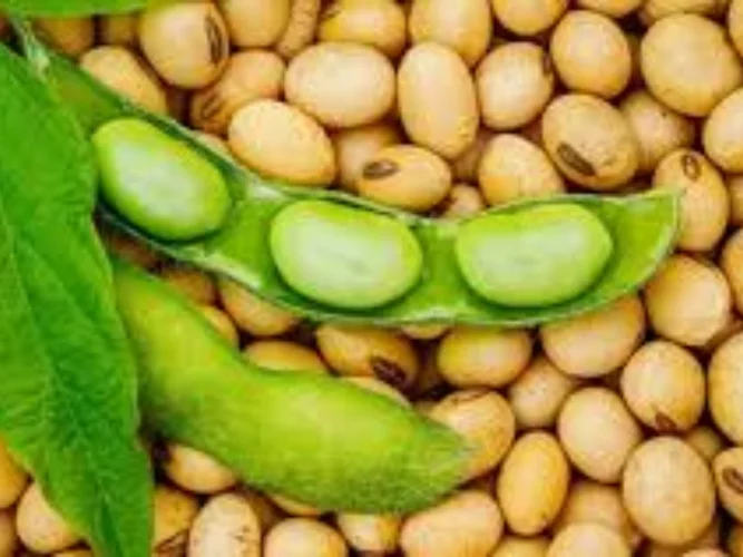 Bénin : le gouvernement fixe les conditions de commercialisation du soja pour la campagne 2025-202