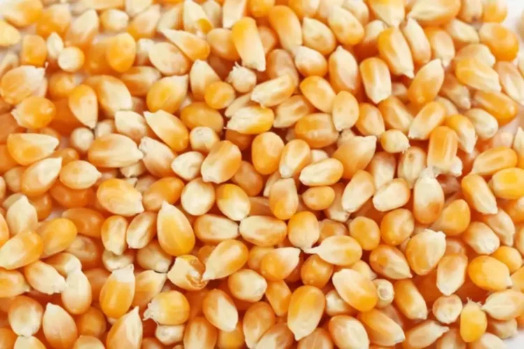 Bénin : des tonnes de maïs invendues, l'Association des producteurs alerte