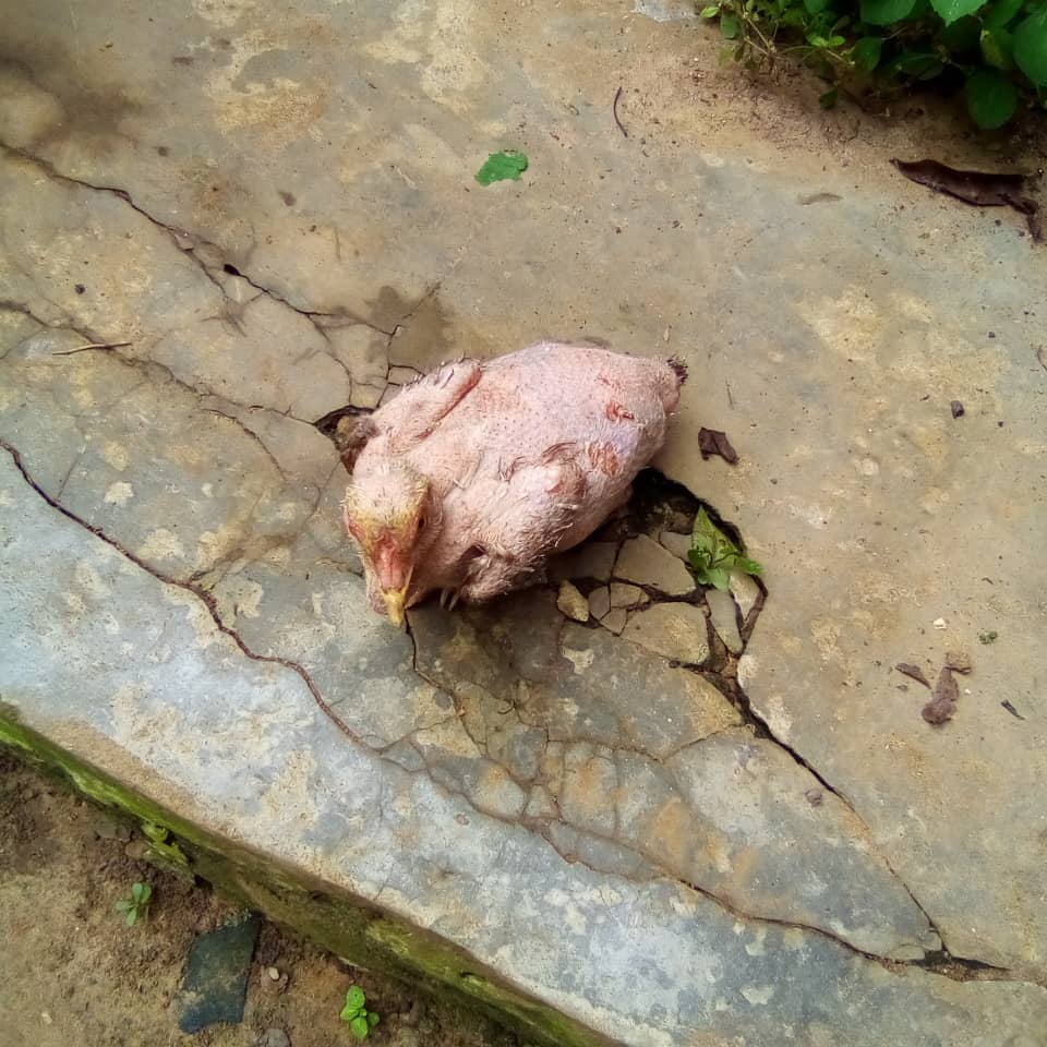 Le poulet toujours vivant et sans plume