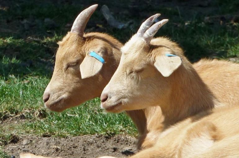 chevre.jpg
