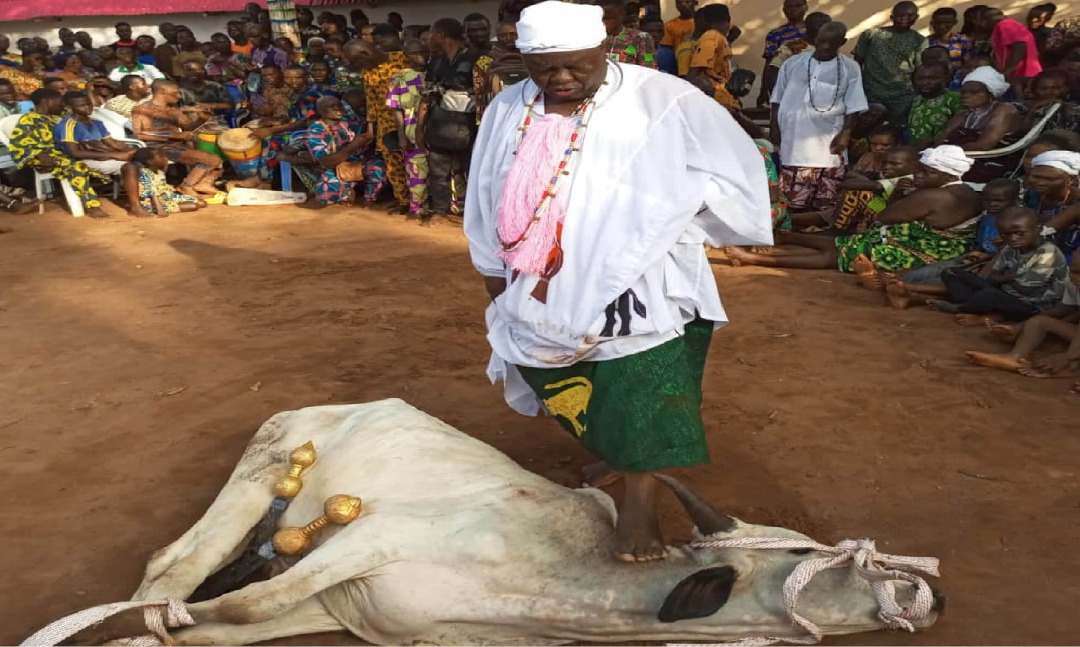 Dah Attogouinon posant son pied sur l'un des bœufs immolés