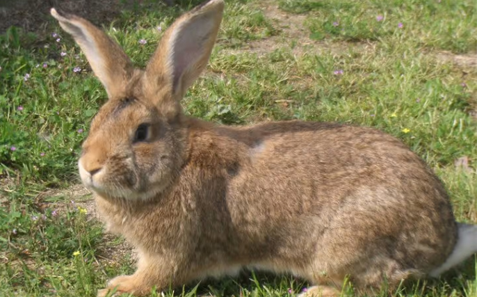 lapin_22.jpg