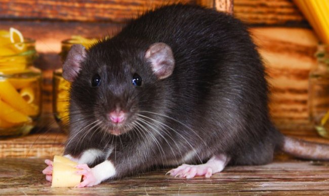 rat-f7cf7.jpg