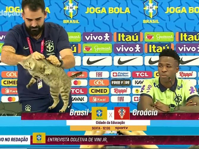 Coupe du monde : un chat va faire payer au Brésil, une amende de plus de 100 millions FCFA