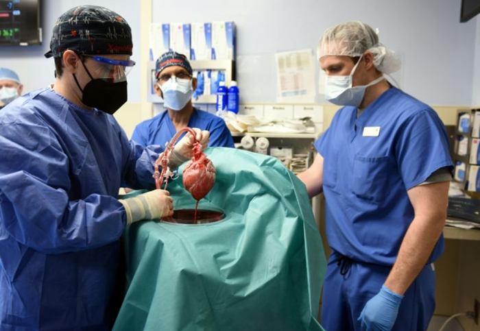 États-Unis : décès du premier patient greffé avec un cœur de porc 02 mois après l&rsquo;opération