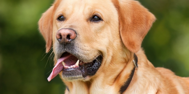 Lutte contre la pollution sonore au Bénin : Pas plus de deux chiens dans une maison