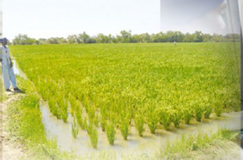 Filière riz au Bénin : l’Etat et les acteurs s’organisent pour le financement du secteur