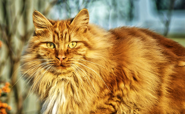 Coronavirus : un chat belge testé positif, suscite curiosité et débat