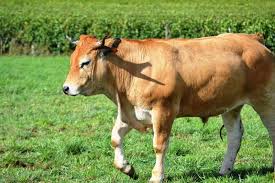 Les bovins vaccinés contre la pasteurellose et pulmonie-bovine