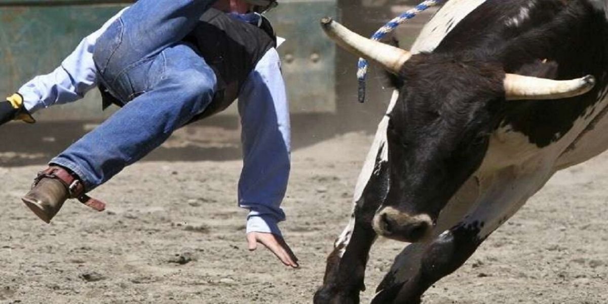 Pourchassé, un bœuf enragé fait un mort et un blessé grave à Parakou