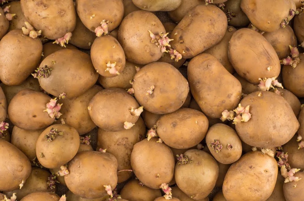 Le saviez-vous ? : Ces 10 aliments à ne pas mettre au frigo, pourquoi et comment les conserver ?