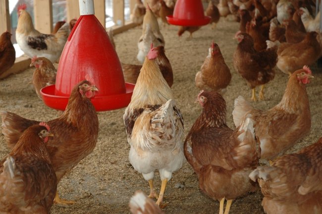 poulet.jpg