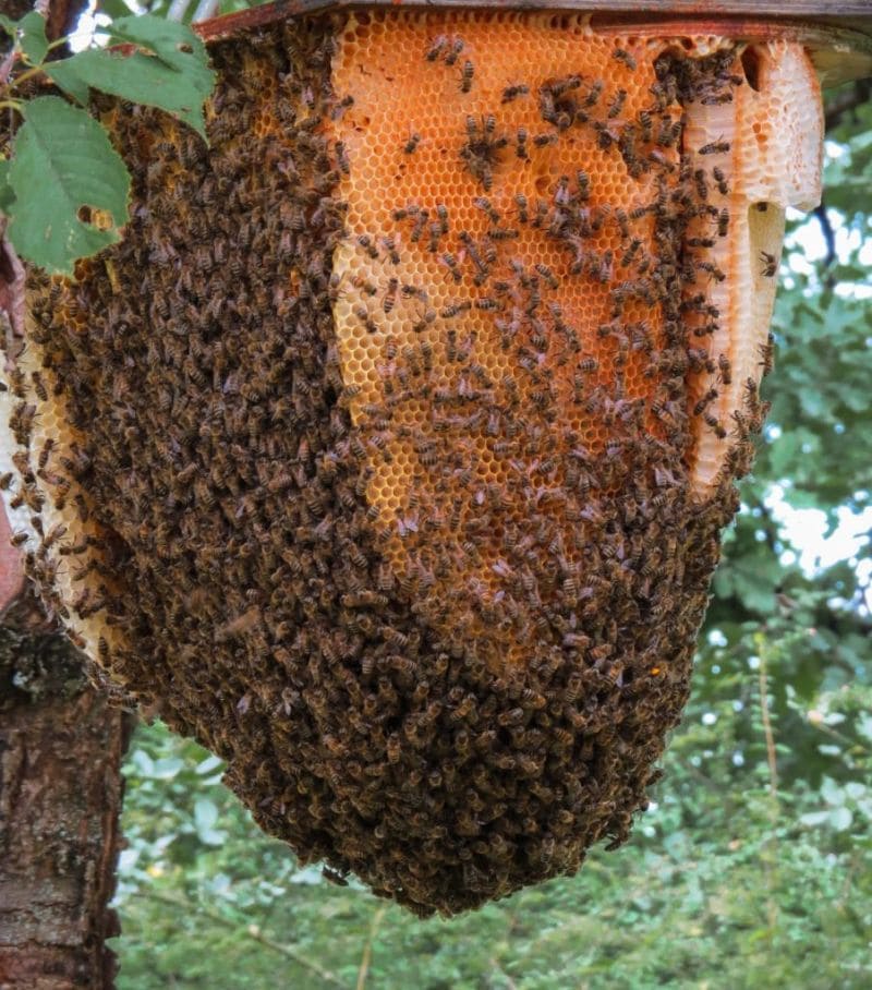 abeilles_2-2.jpg