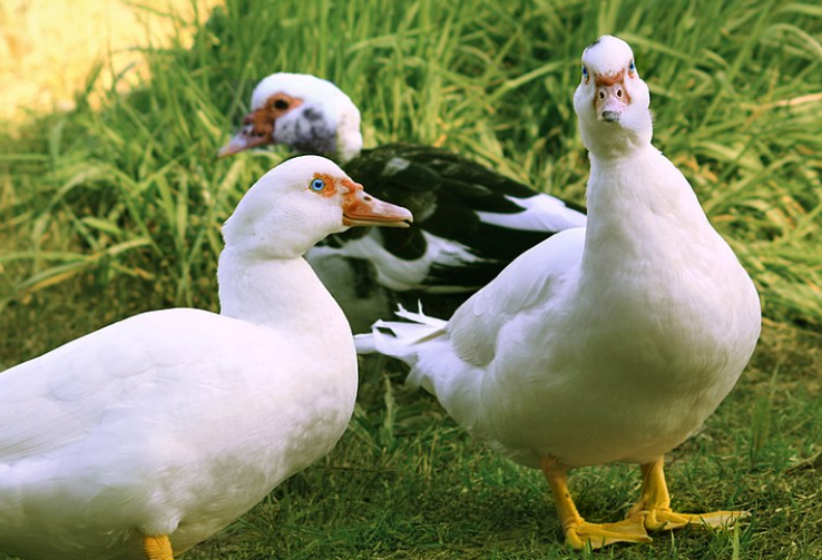 canards.png