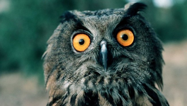 hibou.jpg