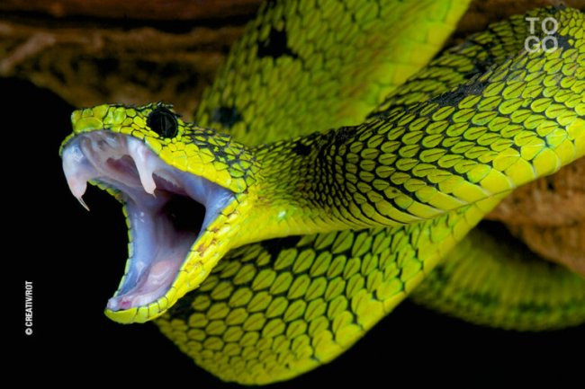 serpent-4.jpg