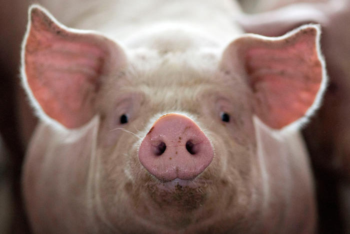 59d479b_fw1-usa-court-california-pork-0511-11.jpg