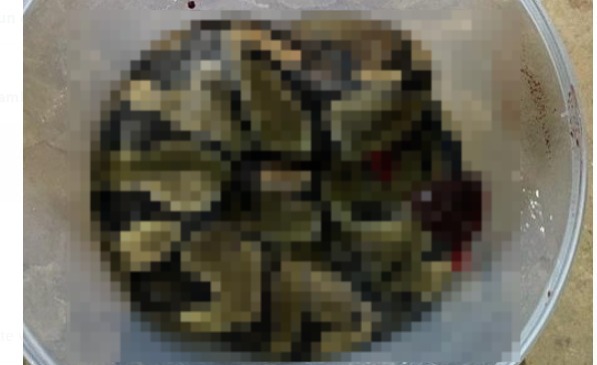 python_voile.jpg