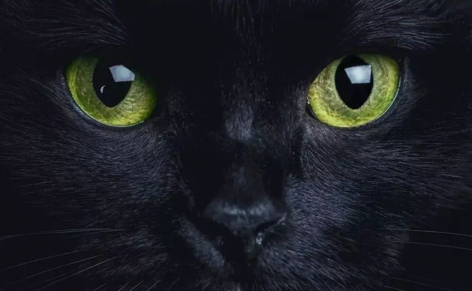 chat_noir_1.jpg